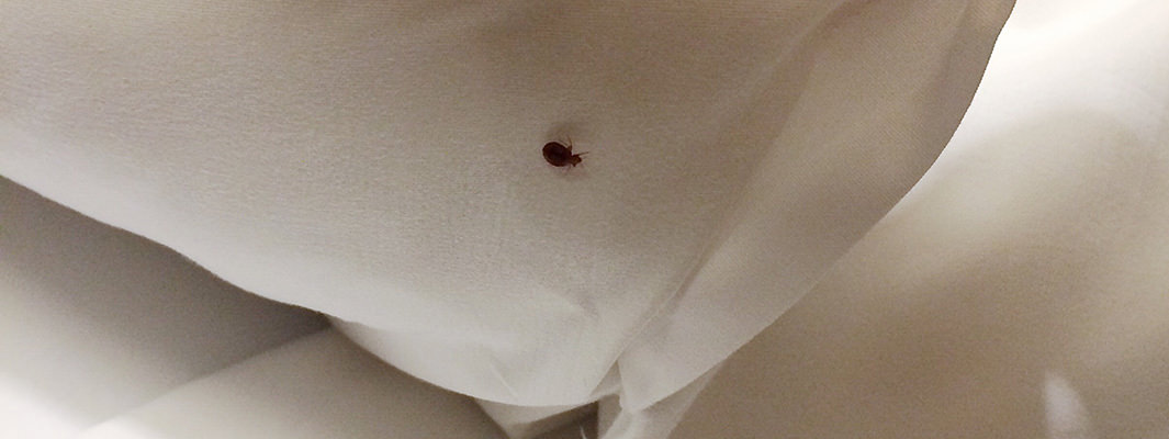 Bed Bug