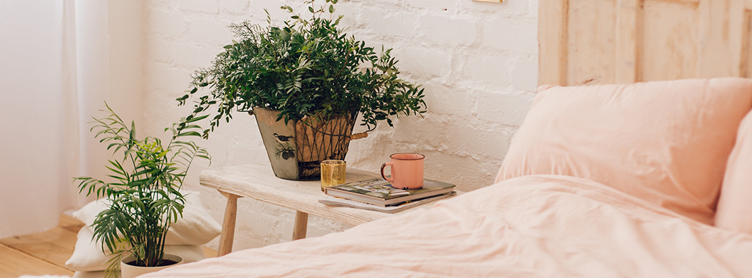 Plant in a bedroom