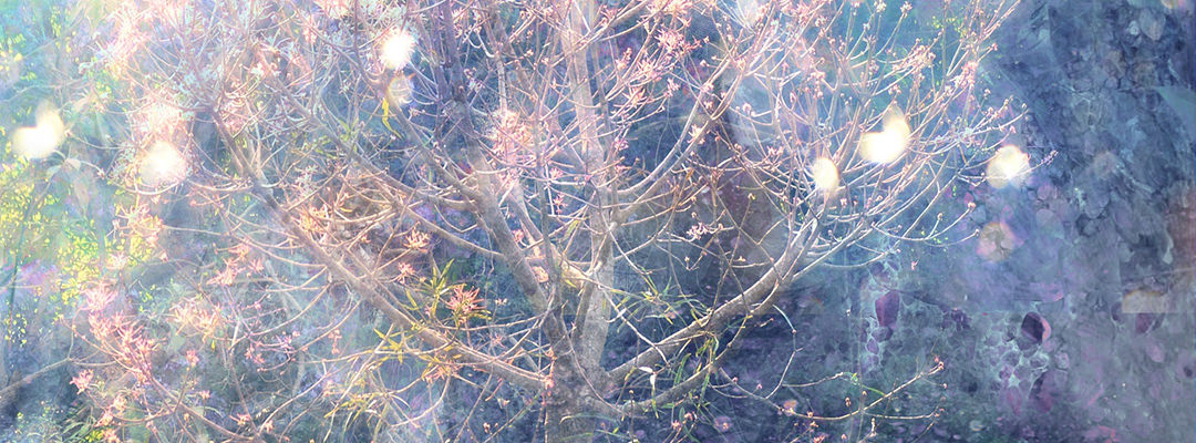 Dream like photo of a tree